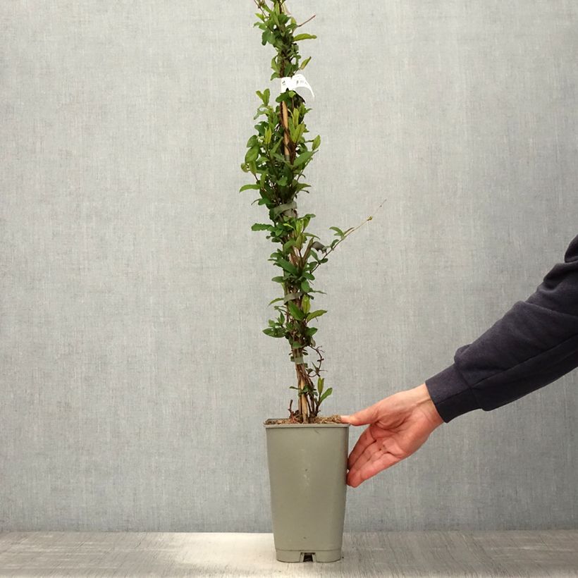 Madreselva de jardín - Lonicera japonica Dart's World Maceta 3L/4L Ejemplar entregado en la primavera