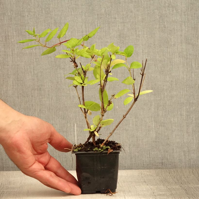 Ejemplar de Madreselva de jardín - Lonicera japonica Hall's Prolific Maceta de 8/9 cm entregado en verano