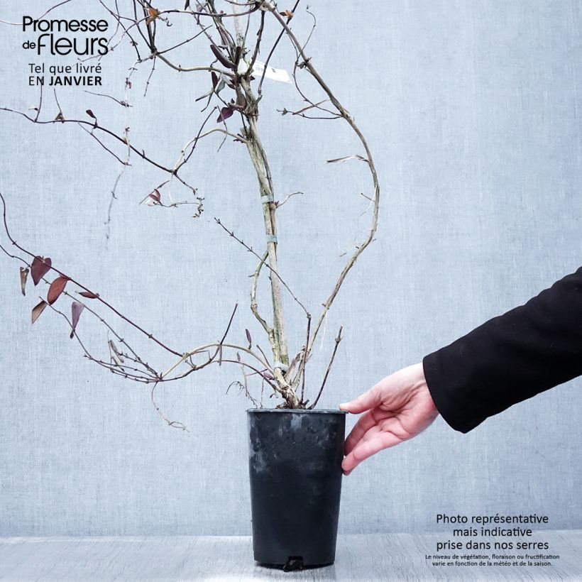 Madreselva de jardín - Lonicera japonica Sinensis Maceta 2L/3L Ejemplar entregado en invierno