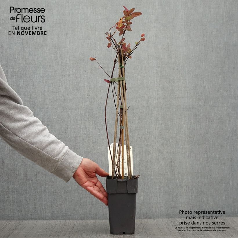 Ejemplar de Madreselva de jardín - Lonicera japonica Red World Maceta 2L/3L entregado en otoño