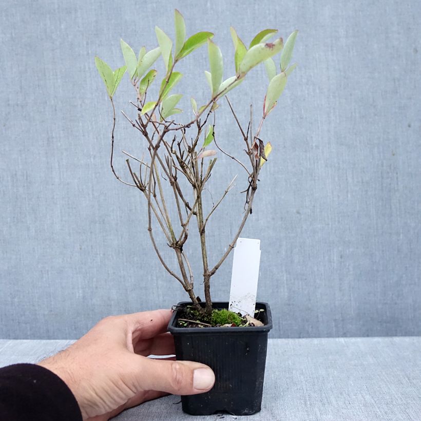 Ejemplar de Lonicera heckrottii Gold Flame - Madreselva Maceta de 8/9 cm entregado en otoño
