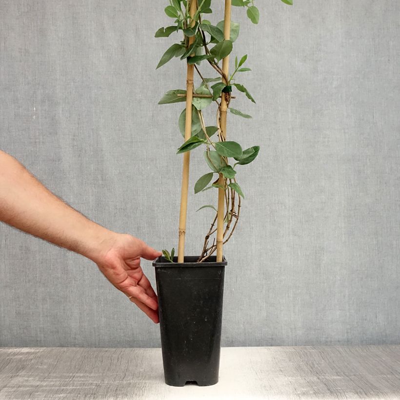 Ejemplar de Lonicera heckrottii Gold Flame - Madreselva Maceta 2L/3L entregado en verano