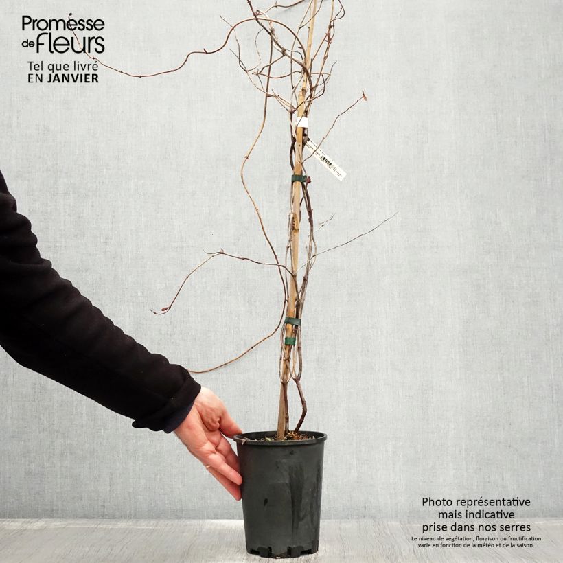 Lonicera heckrottii Gold Flame - Madreselva Maceta 2L/3L Ejemplar entregado en invierno