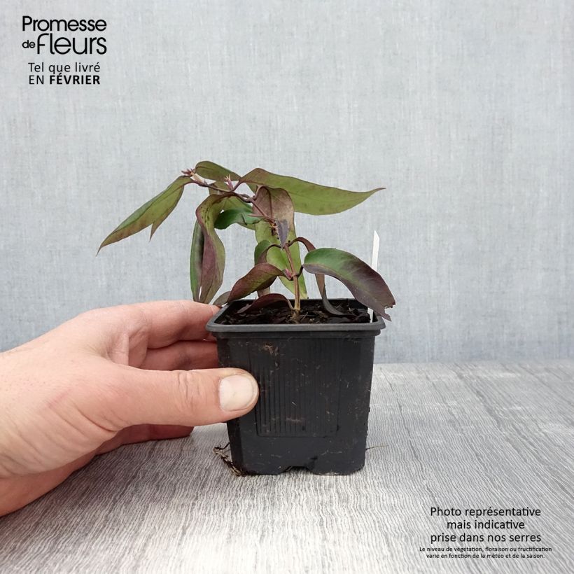 Lonicera henryi Marinella - Madreselva Maceta de 8/9 cm Ejemplar entregado en invierno