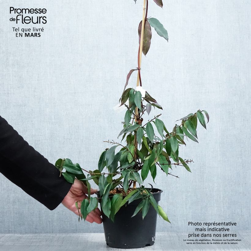 Lonicera henryi Marinella - Madreselva Maceta 4L/5L Ejemplar entregado en la primavera