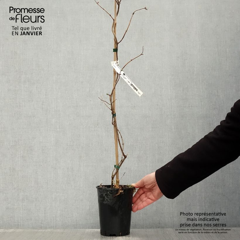 Madreselva de los bosques - Lonicera periclymenum Caprilia Impérial Maceta 2L/3L Ejemplar entregado en invierno