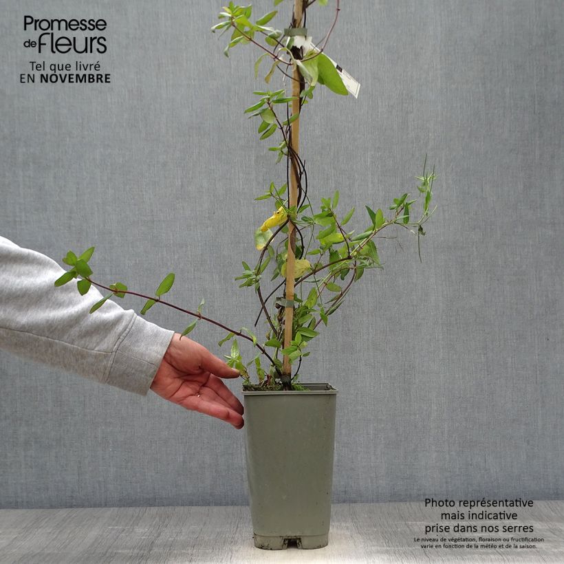 Ejemplar de Madreselva de jardín - Lonicera japonica Aureoreticulata Maceta 2L/3L entregado en otoño