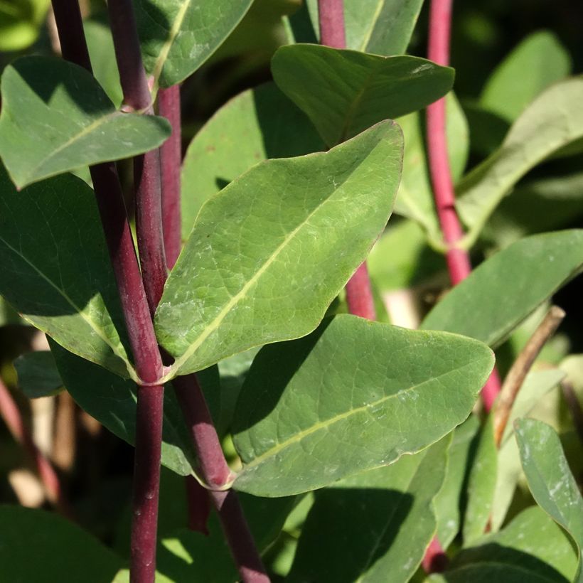Madreselva de los bosques - Lonicera periclymenum Belgica (Follaje)