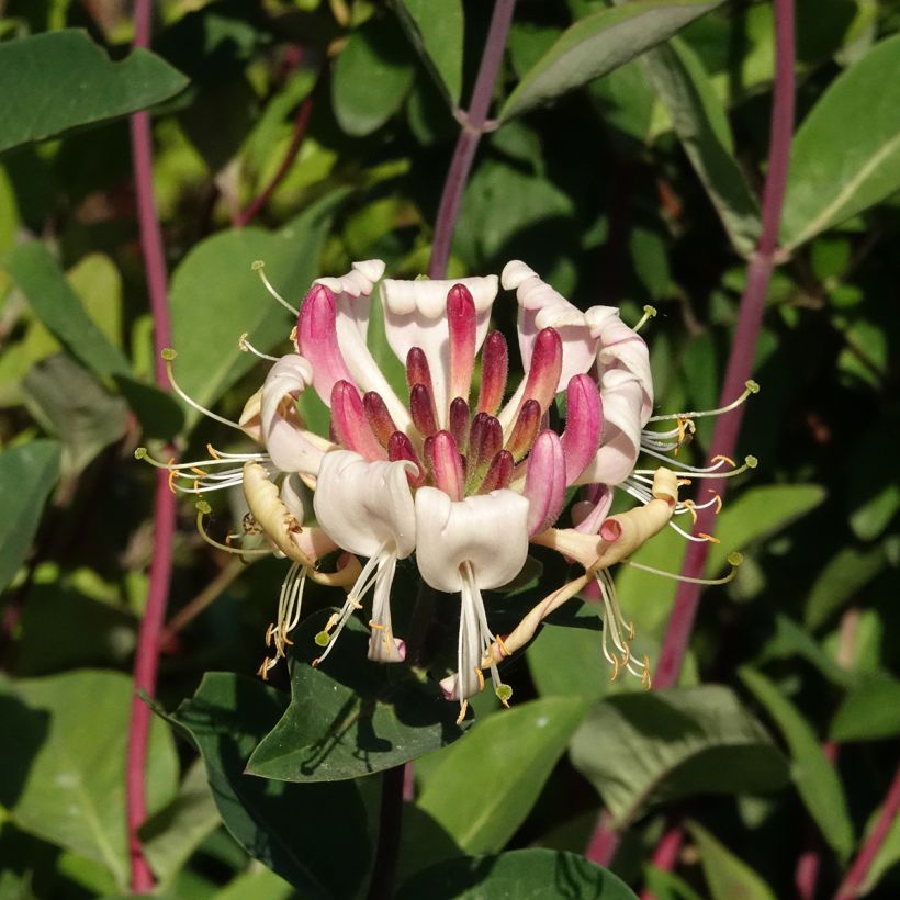 Madreselva de los bosques - Lonicera periclymenum Belgica (Floración)