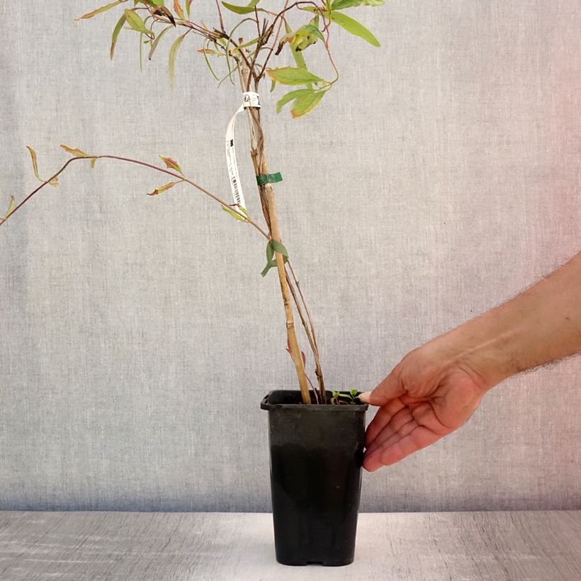 Ejemplar de Lonicera sempervirens Cedar Lane - Madreselva Maceta 1,5L/2L entregado en verano