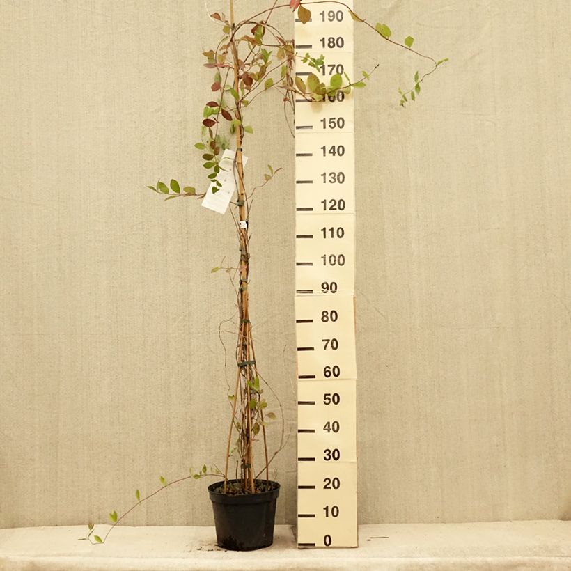 Ejemplar de Lonicera heckrottii - Madreselva Maceta 3L/4L entregado en verano