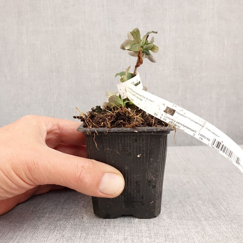 Madreselva de los bosques - Lonicera periclymenum Chic et Choc Maceta de 8/9 cm Ejemplar entregado en la primavera