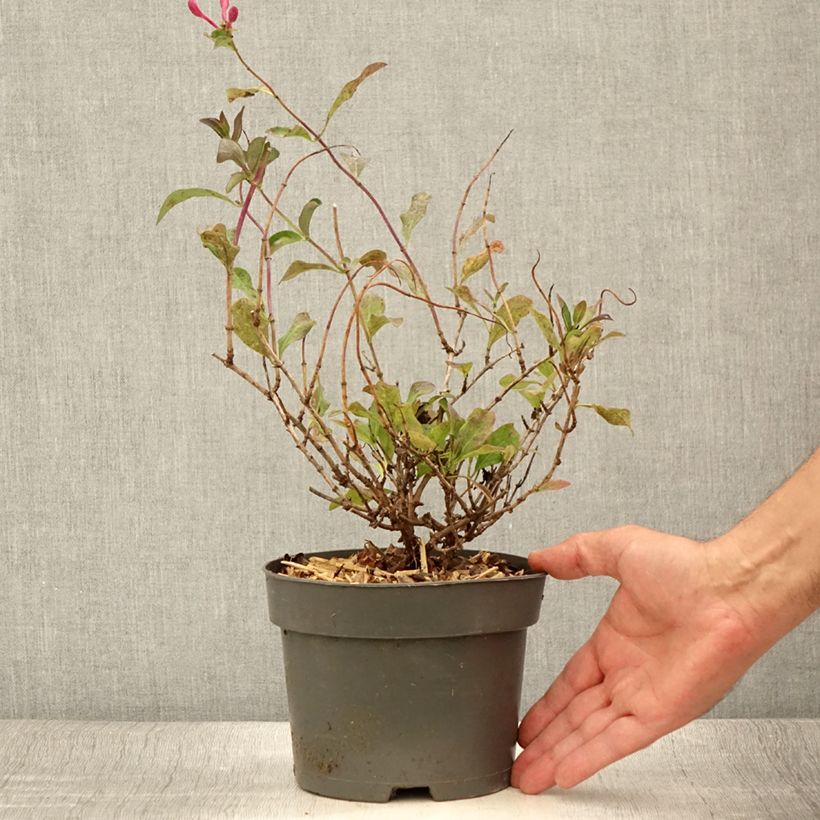 Ejemplar de Madreselva de los bosques - Lonicera periclymenum Chic et Choc Maceta 2L/3L entregado en verano