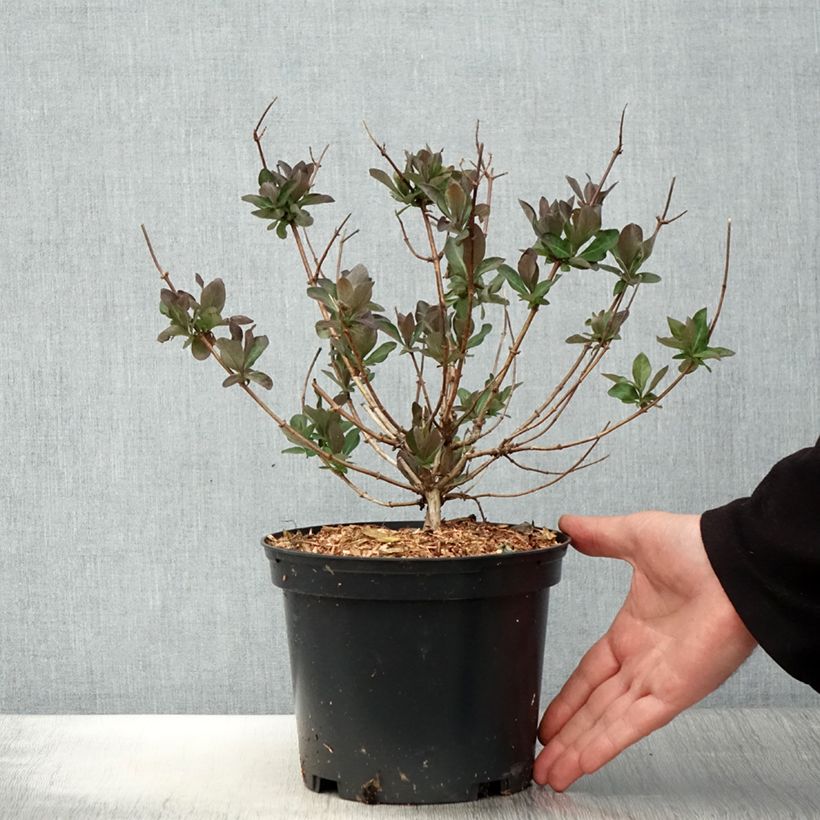 Madreselva de los bosques - Lonicera periclymenum Chic et Choc Maceta 2L/3L Ejemplar entregado en la primavera