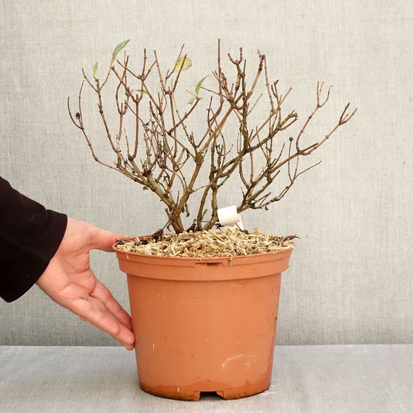 Ejemplar de Madreselva de los bosques - Lonicera periclymenum Chic et Choc Maceta 2L/3L entregado en otoño