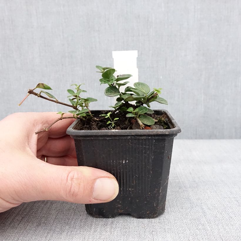 Lonicera crassifolia - Madreselva Maceta de 8/9 cm Ejemplar entregado en invierno