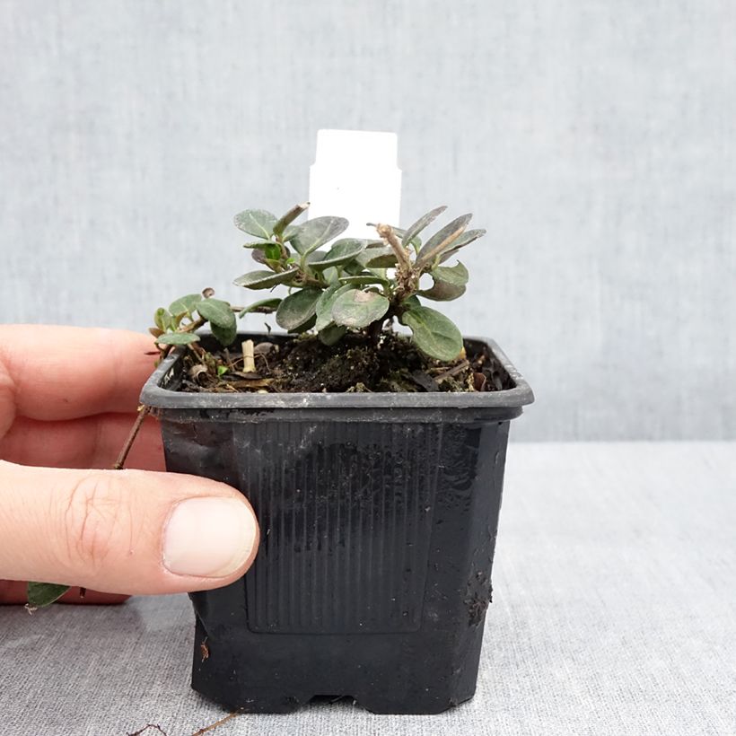 Lonicera crassifolia - Madreselva Maceta de 8/9 cm Ejemplar entregado en la primavera