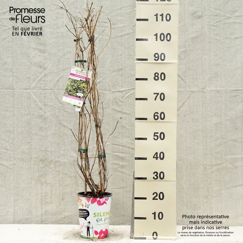 Lonicera brownii Golden Trumpet - Madreselva Maceta 2L/3L Ejemplar entregado en invierno