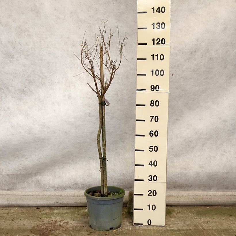 Ejemplar de Chilopsis linearis - Sauce del desierto Maceta 12L/15L entregado en otoño