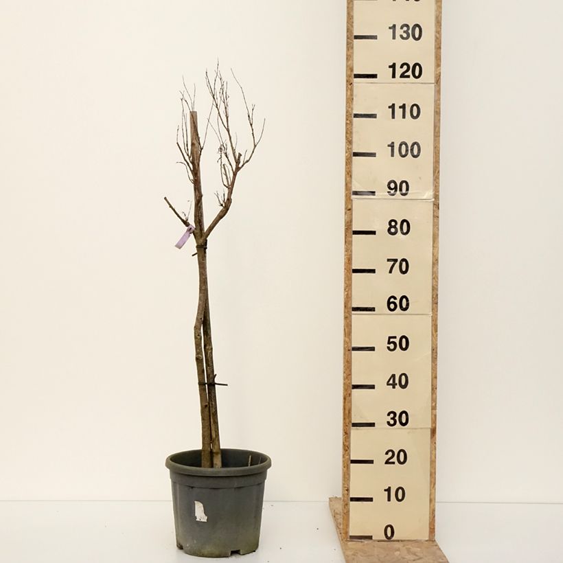 Chilopsis linearis - Sauce del desierto Maceta 12L/15L Ejemplar entregado en invierno