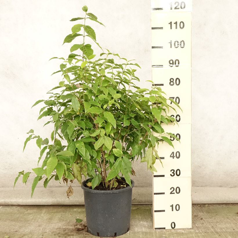 Ejemplar de Chimonanthus praecox - Macasar Maceta 7,5L/10L entregado en verano