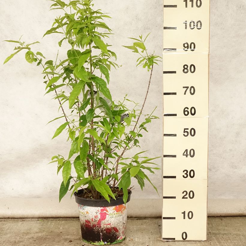 Ejemplar de Chimonanthus praecox Grandiflorus - Macasar Maceta 7,5L/10L entregado en verano