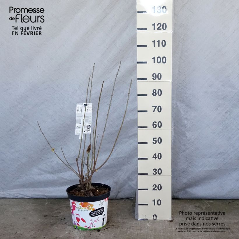 Chimonanthus praecox Grandiflorus - Macasar Maceta 7,5L/10L Ejemplar entregado en invierno