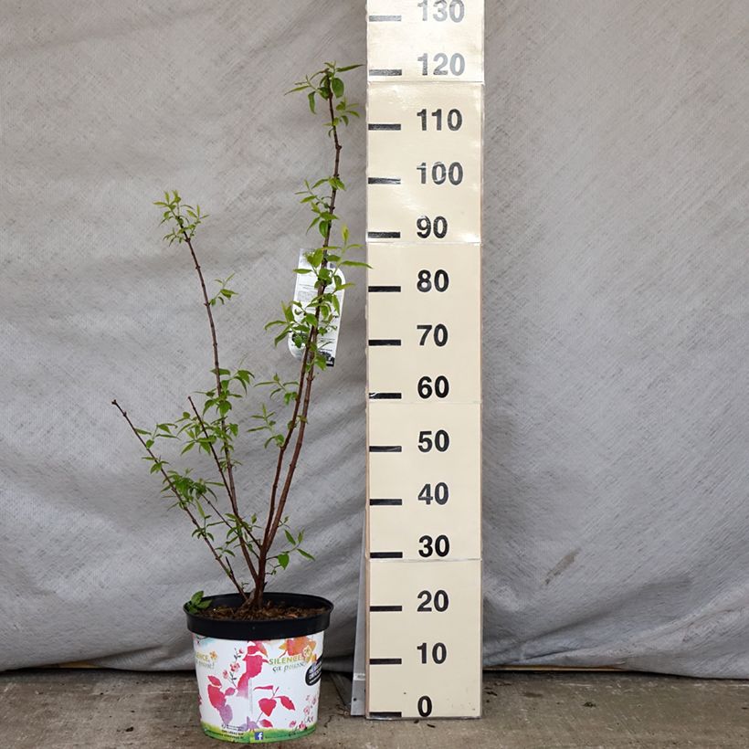 Chimonanthus praecox Grandiflorus - Macasar Maceta 7,5L/10L Ejemplar entregado en la primavera