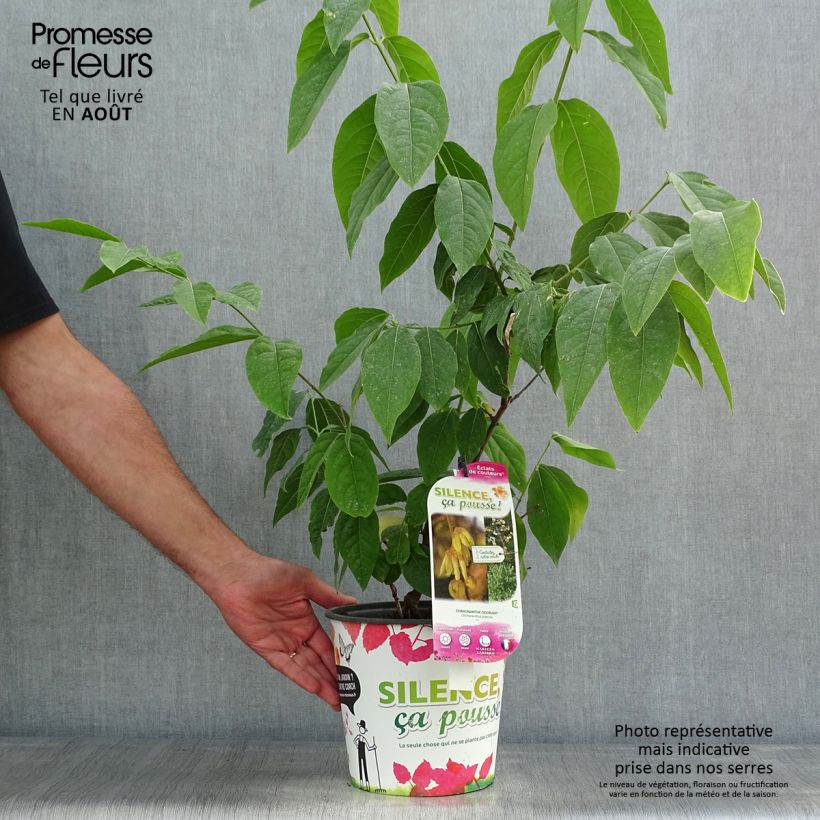Ejemplar de Chimonanthus praecox Grandiflorus - Macasar Maceta 4L/5L, Formación arbustiva entregado en verano