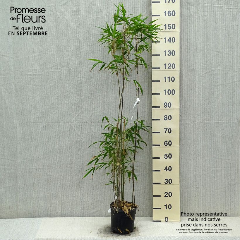 Ejemplar de Chimonobambusa quadrangularis - Bambú de mármol Maceta 4L/5L entregado en otoño