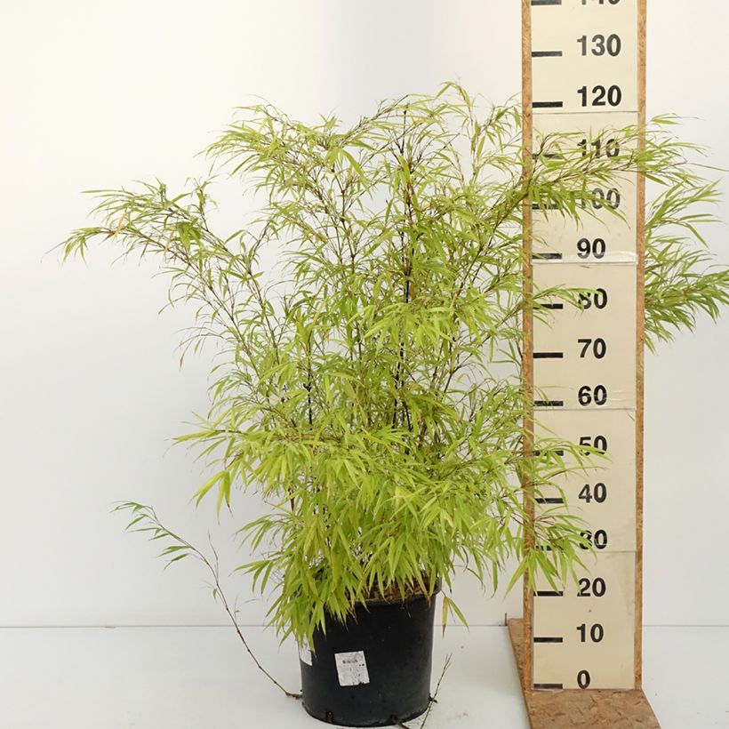 Ejemplar de Chimonobambusa tumidissinoda Macrophylla Maceta 12L/15L entregado en otoño