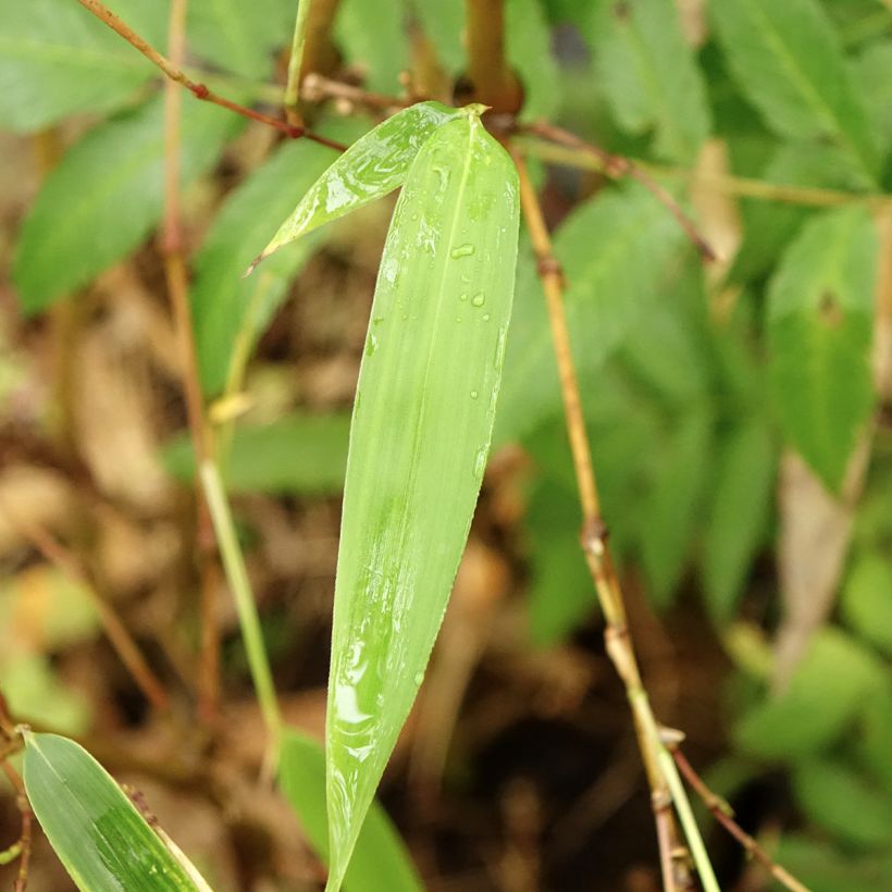 Chimonobambusa tumidissinoda Macrophylla (Follaje)