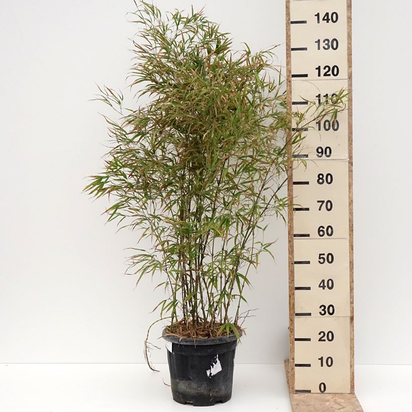 Chimonobambusa tumidissinoda Microphylla Maceta 12L/15L Ejemplar entregado en invierno