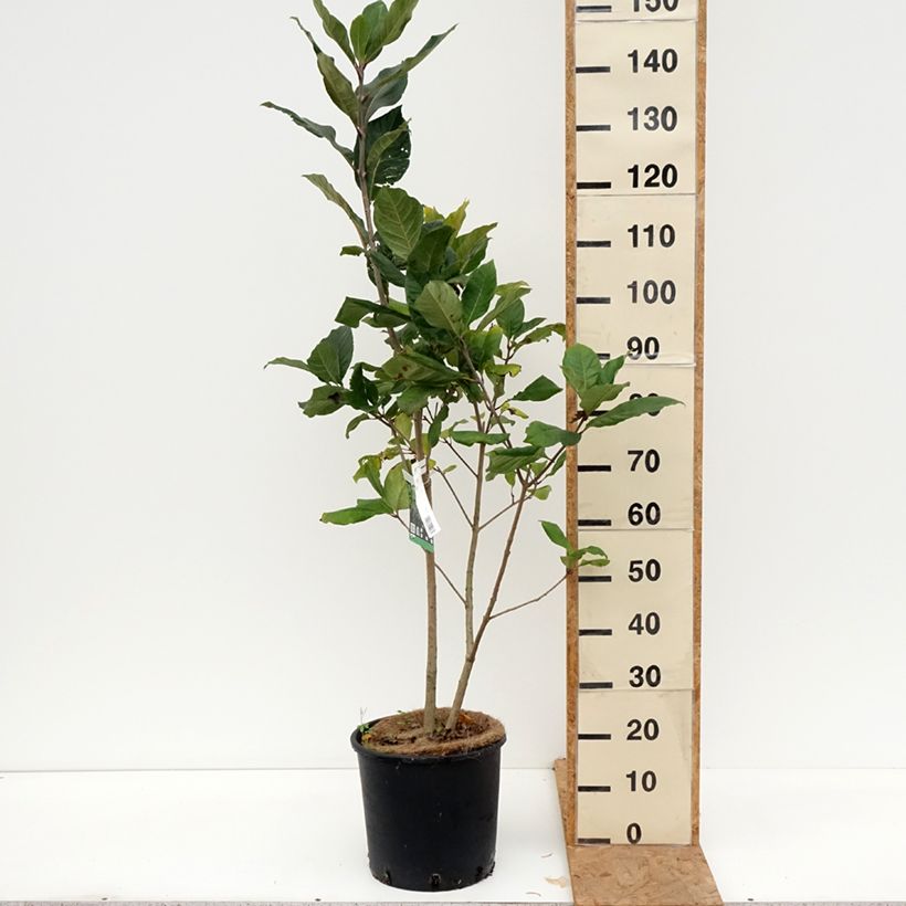 Ejemplar de Chionanthus virginicus - Laurel de nieve Maceta 12L/15L entregado en otoño