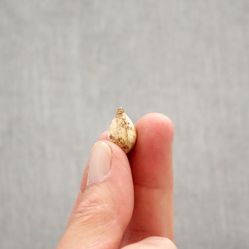 Chionodoxa forbesii Blue Giant - Gloria de la nieve Bulbo calibre 5+ Ejemplar entregado en la primavera