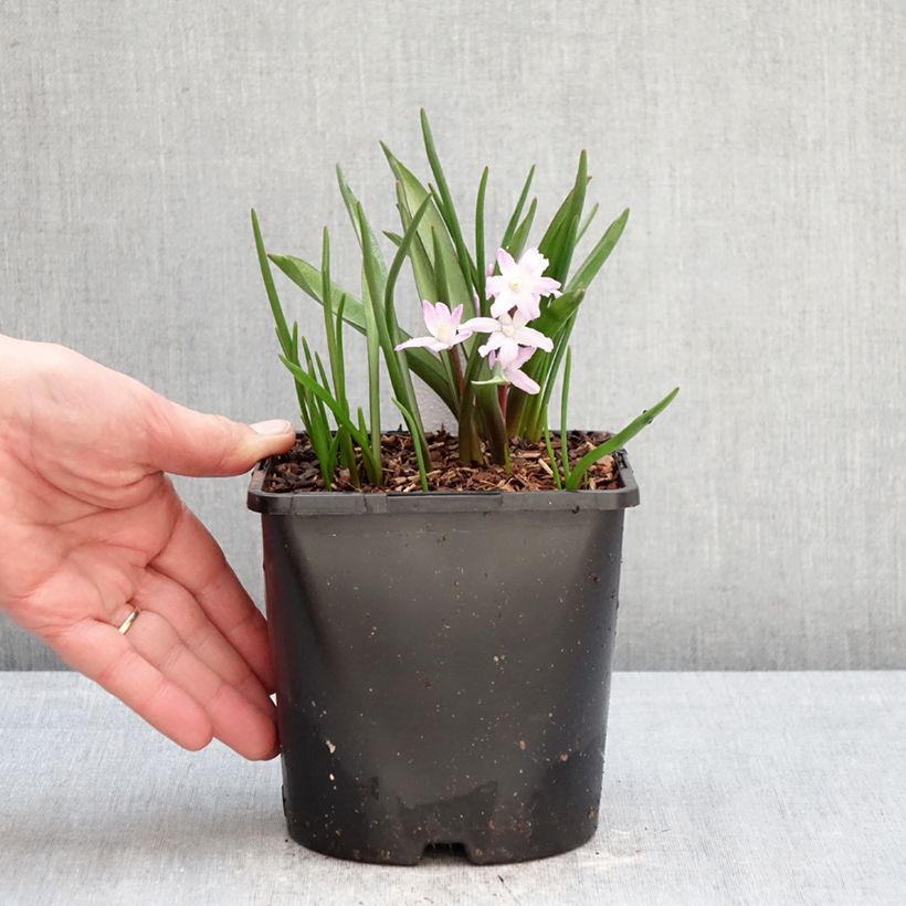 Gloria de la nieve - Chionodoxa forbesii Pink Giant Maceta 2L/3L calibre 4/6 Ejemplar entregado en invierno
