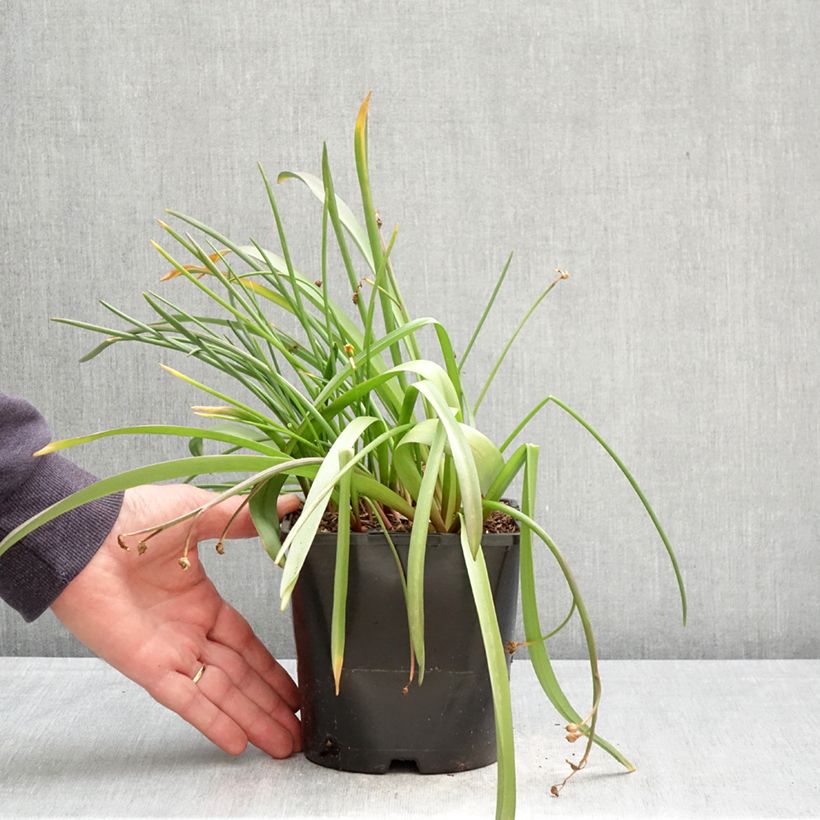 Gloria de la nieve - Chionodoxa forbesii Pink Giant Maceta 2L/3L calibre 4/6 Ejemplar entregado en la primavera