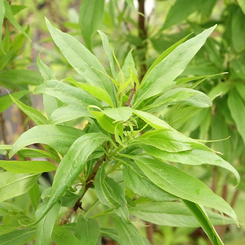 Chitalpa tashkentensis Pink Dawn (Follaje)