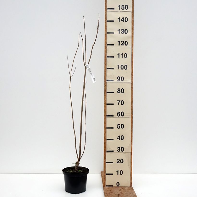 Chitalpa tashkentensis Pink Dawn Maceta 4L/5L Ejemplar entregado en invierno