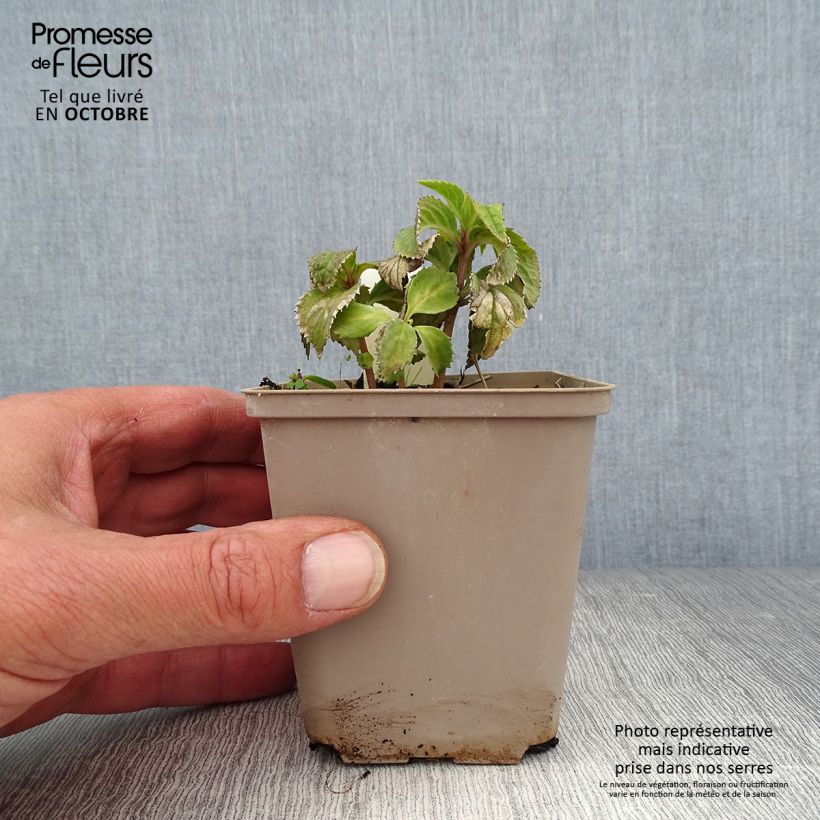 Ejemplar de Chloranthus japonicus Maceta de 8/9 cm entregado en otoño