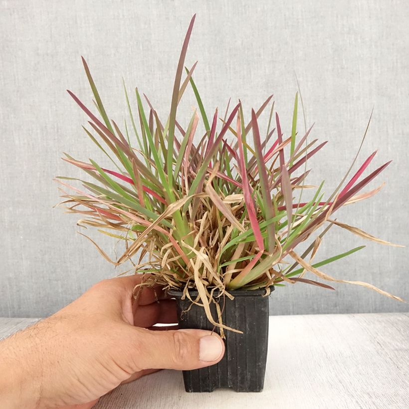 Ejemplar de Chloris distichophylla - Hierba Rhodes Maceta de 8/9 cm entregado en verano
