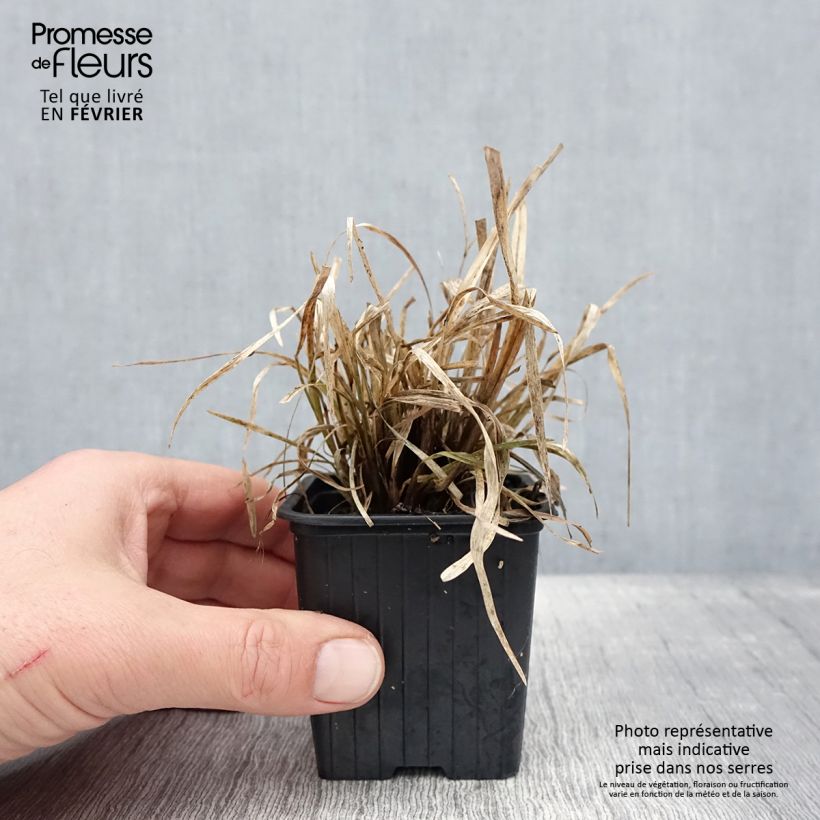 Chloris distichophylla - Hierba Rhodes Maceta de 8/9 cm Ejemplar entregado en invierno
