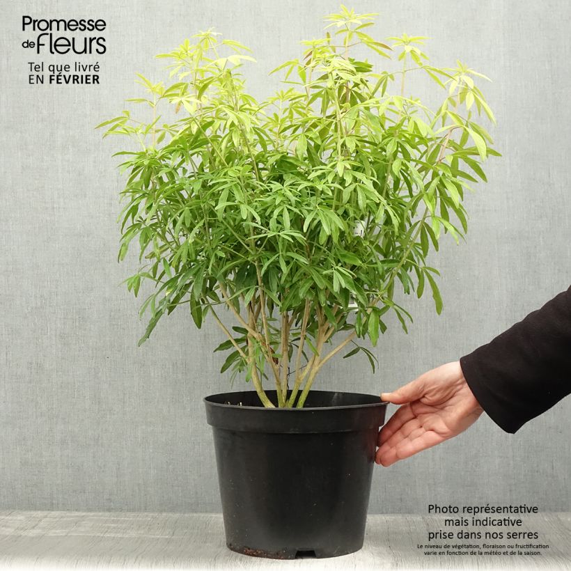 Naranjo de Méjico - Choisya ternata Goldfinger Maceta 7,5L/10L Ejemplar entregado en invierno