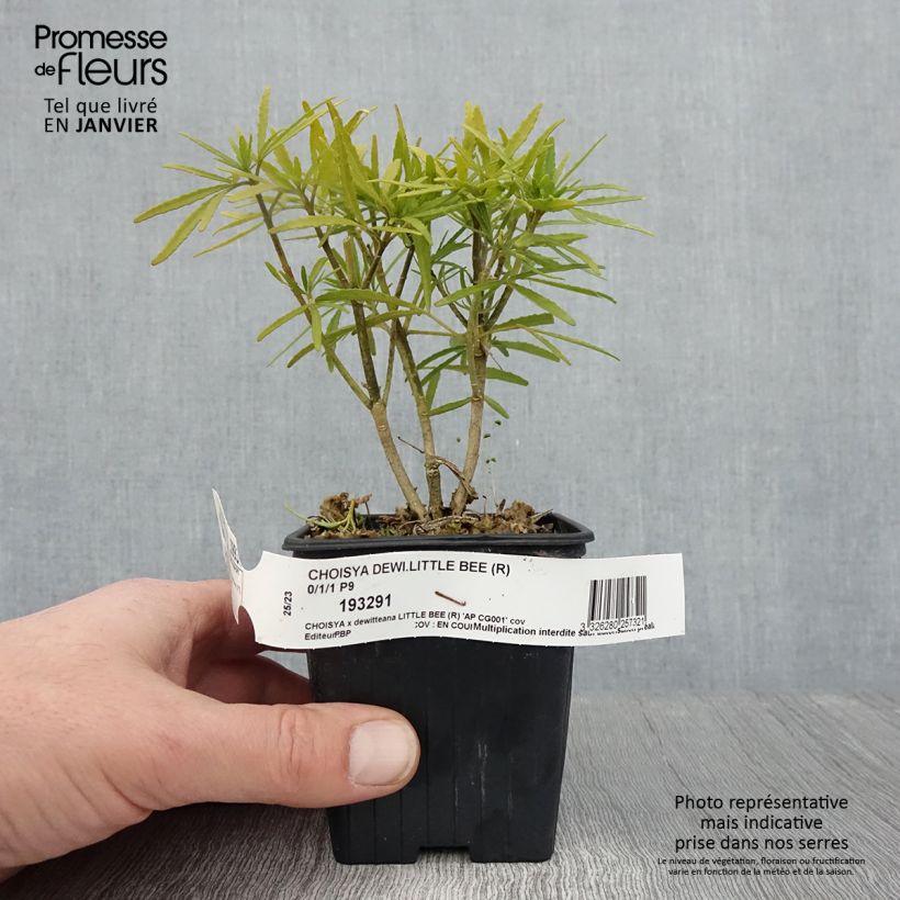 Naranjo de Méjico - Choisya Little Bee Maceta de 8/9 cm Ejemplar entregado en invierno