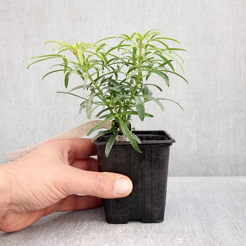 Ejemplar de Naranjo de Méjico - Choisya Little Honey Bee Maceta de 8/9 cm entregado en otoño