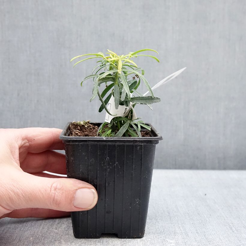 Naranjo de Méjico - Choisya Little Honey Bee Maceta de 8/9 cm Ejemplar entregado en invierno