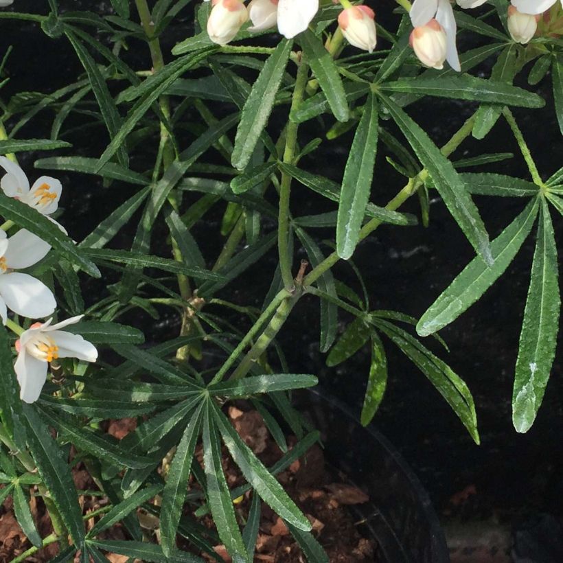 Naranjo de Méjico - Choisya Scented Gem (Follaje)