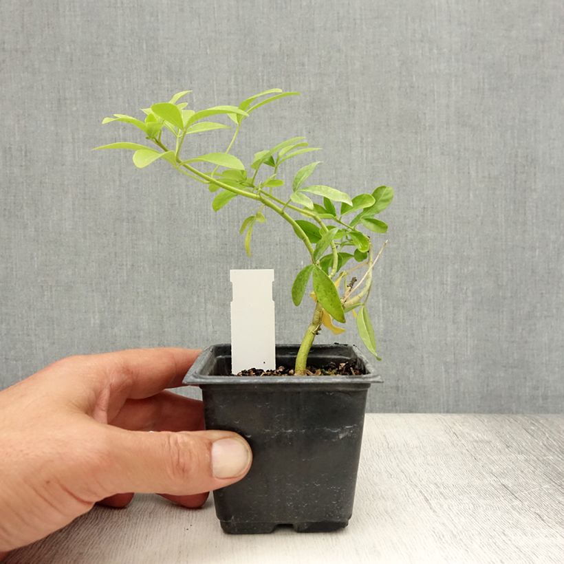 Ejemplar de Naranjo de Méjico - Choisya ternata Sundance Maceta de 8/9 cm entregado en verano