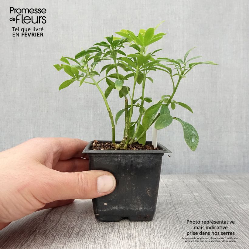 Naranjo de Méjico - Choisya ternata Sundance Maceta de 8/9 cm Ejemplar entregado en invierno