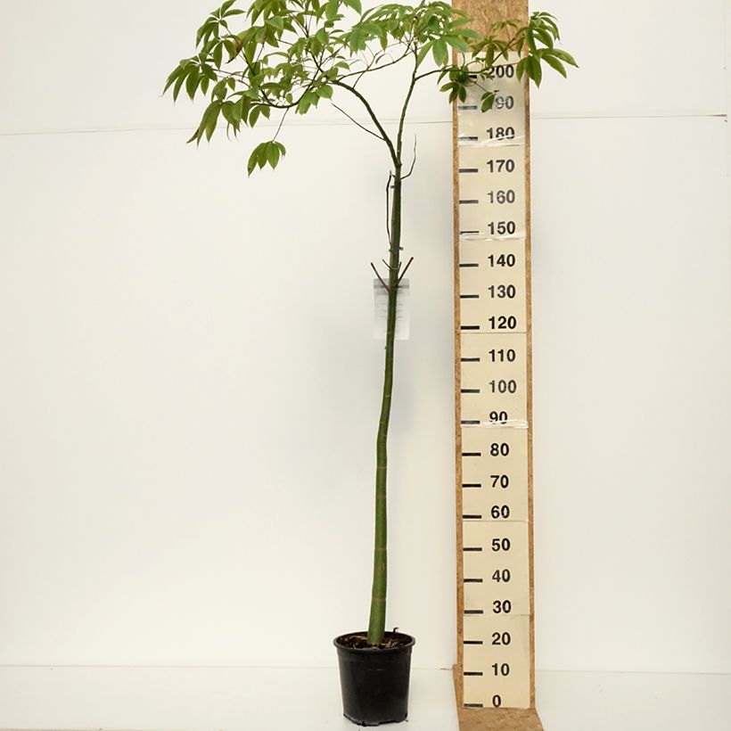 Ejemplar de Ceiba speciosa - Palo borracho Maceta 7,5L/10L entregado en otoño
